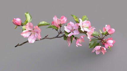  A pink apple blossom branch, isolated on a grey background.