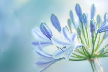  Agapanthus flower with blue and green background.