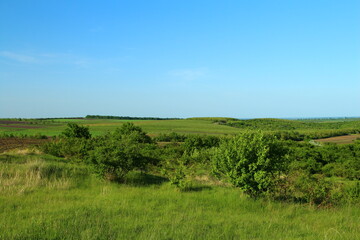 A grassy field with a sign in the middle