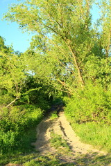 A dirt path through a forest