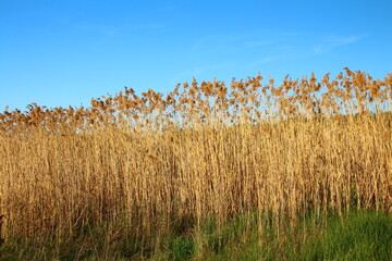A field of tall grass