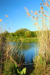 A body of water with grass and trees around it