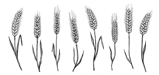 Fototapeta premium Wheat bread ears hand drawn vector illustration. 