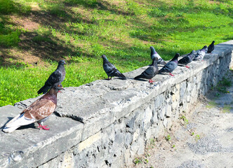 birds in the park