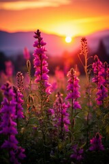 Obraz premium Field of purple flowers at sunset