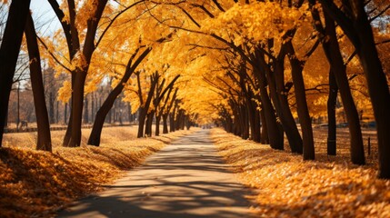 Fototapeta premium An Autumn Avenue of Trees With Yellow Leaves