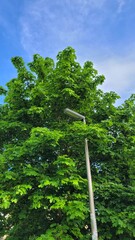 Fototapeta premium Street light