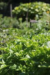 green plants growing in the overgrown summer garden