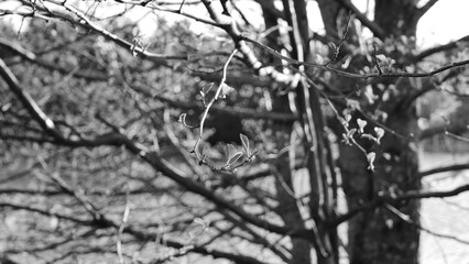 black and white tree