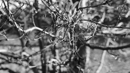 branches of a tree