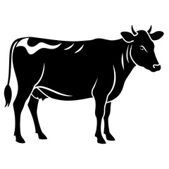 black and white cow