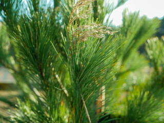 close up of pine needles