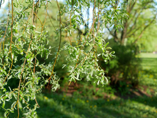 Obraz premium leaves in the park