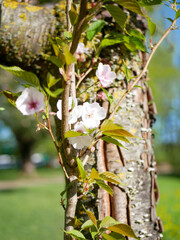 tree in spring