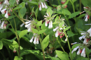 Symphytum Officinale flowering herb, white common comfrey.