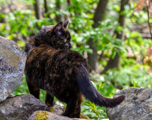 Cat standing on rock near forest