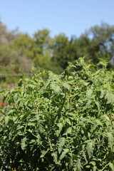 Tomato plants growing in the sunny vegetable garden.