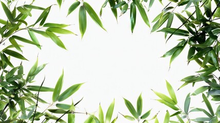 A green bamboo frame with white background.