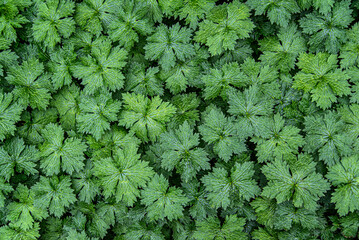 Blank photograph of hardy, bulgarian geraniums, background, leaf, plant, green, natural, nature,...