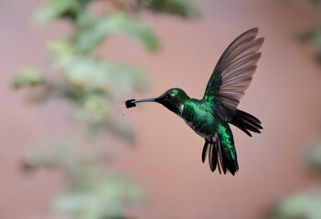 Fototapeta premium hummingbird feeding on a flower
