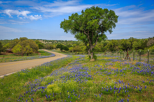 Texas Hill Country road in Spring with Bluebonnets blooming