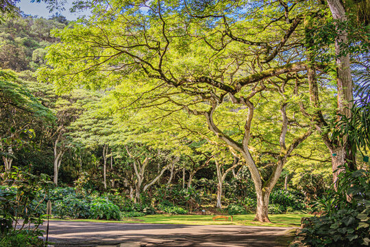 Beautiful tree in Hawaii in Waimea Park