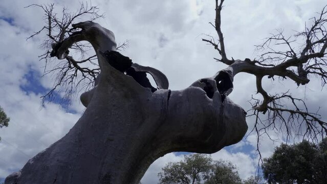 detalle de un &aacute;rbol quemado por un rayo.