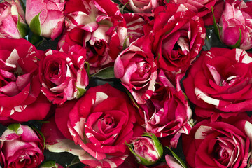Close-up of Vibrant Red and White Roses