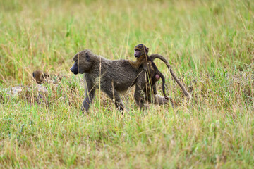 Baboon monkey piggybacking a baby on back