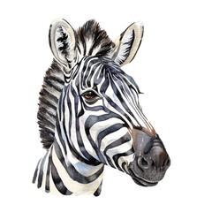 zebra head vector illustration in watercolor style