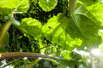 Gewöhnlicher Rhabarber (Rheum rhabarbarum) - Blick von unten