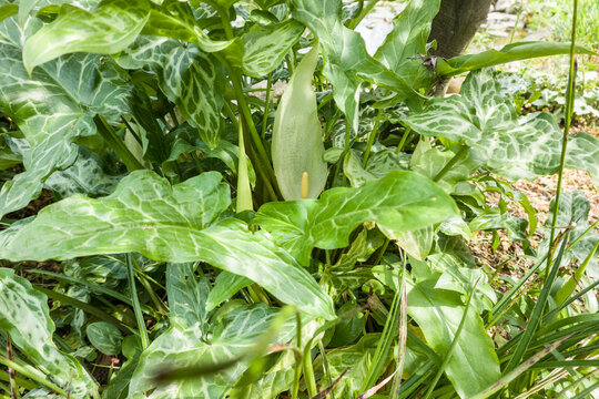 Italienischer Aronstab (Arum italicum) - bl&uuml;hende Pflanze