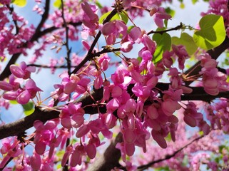 Judastree (Cercis siliquastrum) blossom, closeup