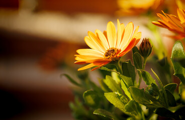 Kwiaty w słońcu