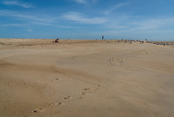 A flock of seagulls on the sand of the ocean coast and many of them take to the wings against the blue sky, selective focus.	