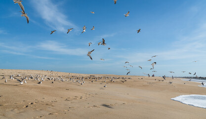 A flock of seagulls on the sand of the ocean coast and many of them take to the wings against the blue sky, selective focus.	