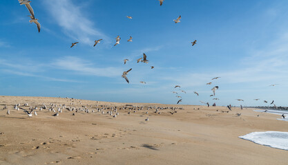 A flock of seagulls on the sand of the ocean coast and many of them take to the wings against the...