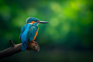 Fototapeta premium A beautiful kingfisher in its natural habitat
