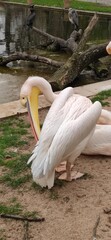 pelicans on the water