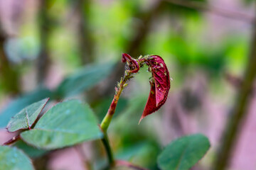 Plant disease, aphid. Rose leaf covered with insects.
