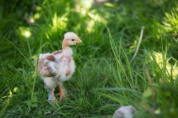 little chicken in the grass