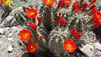Bright red and yellow Claret Cup cactus flowers