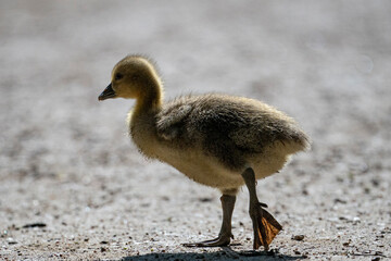 Young babay gray geese run through nature with their parents