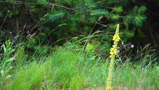 Verbascum thapsus, the great mullein or common mullein, is a species of mullein native to Europe, northern Africa, and Asia, and introduced in the Americas and Australia.