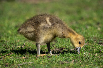 Young babay gray geese run through nature with their parents