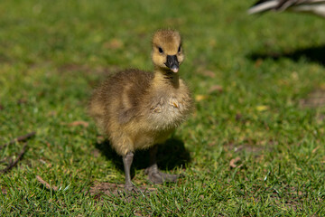 Young babay gray geese run through nature with their parents