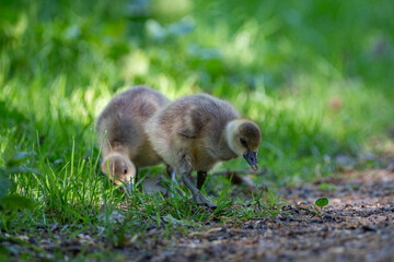 Young babay gray geese run through nature with their parents