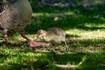 Young babay gray geese run through nature with their parents