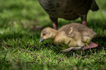 Young babay gray geese run through nature with their parents