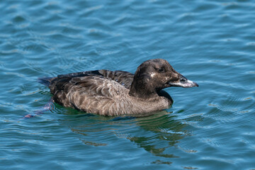 Female Surf Scoter on blue water